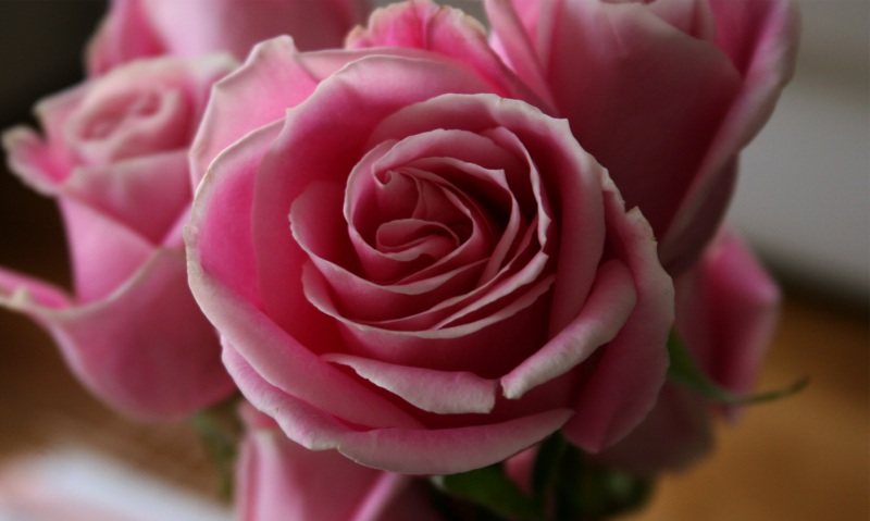 Rose Close-Up