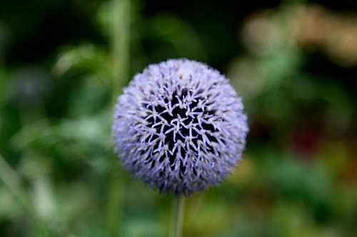 Ball of Flower
