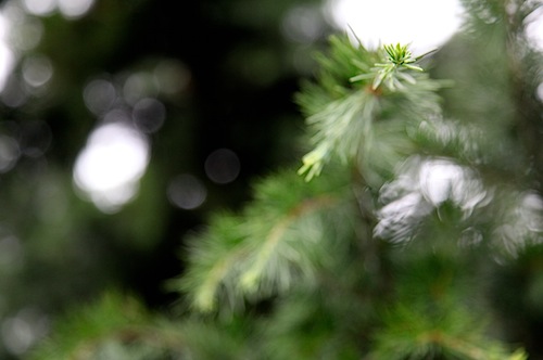 Pine needle close-up