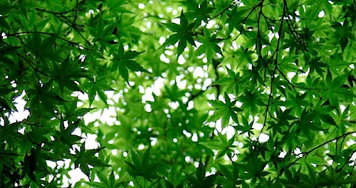 Japanese Maple leaves