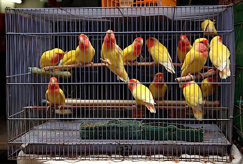 Birds at bird market