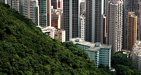 Hong Kong buildings against jungle