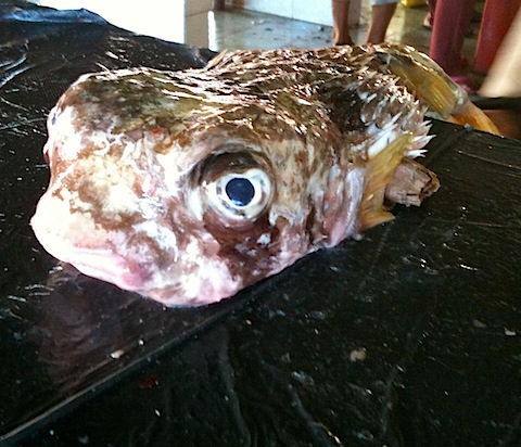 Blowfish at Market