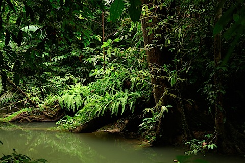 Rainforest at Mulu Park
