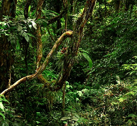 Jungle from Canopy Walk