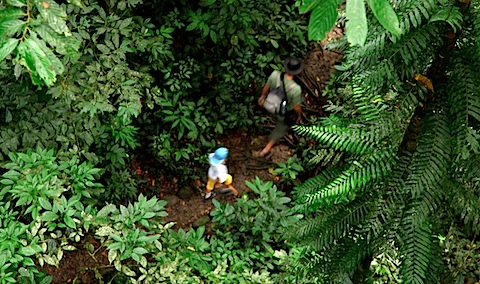 Jungle from Canopy Walk