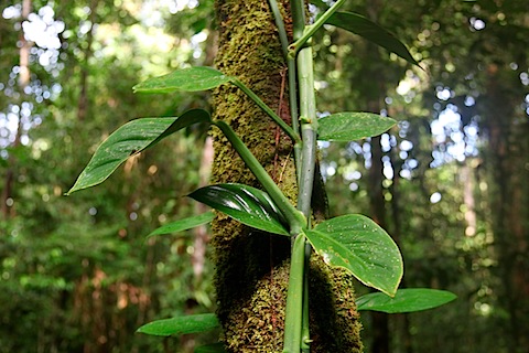 Plant in Jungle