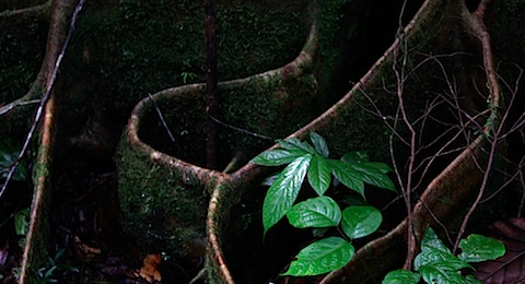 Jungle Tree Roots