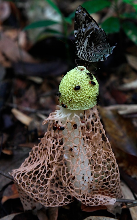 Maiden's Veil Fungi