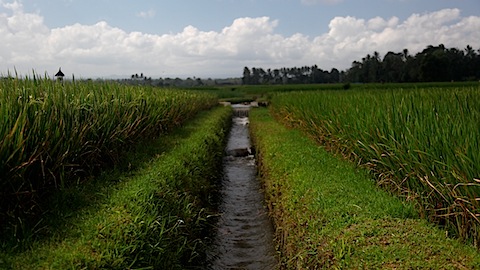 Canal in Rice Paddies