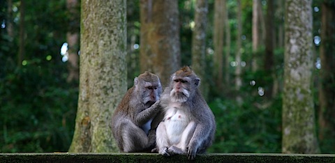 Monkeys at Bukit Sari Temple