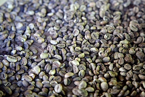 Female Coffee Beans