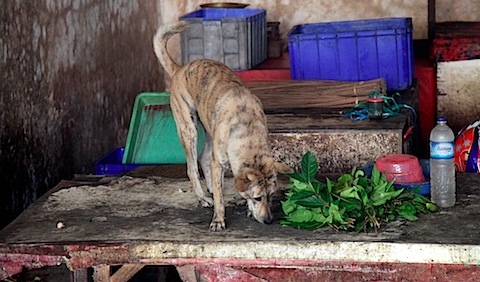 Dog at Ubud Market