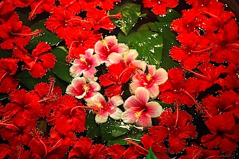 Flowers in Murni's Warung