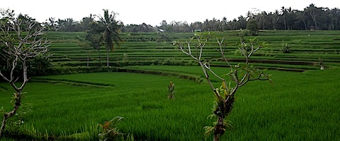 Rice Fields on Champuan Ridge