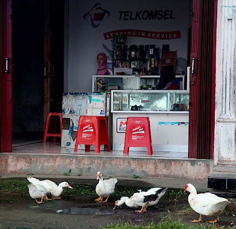 Ducks in front of Cellphone Store