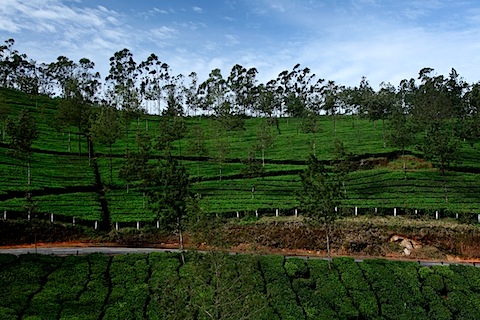 Tea plantation between Munnar and Thekkady