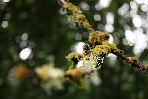 Tree branch close-up