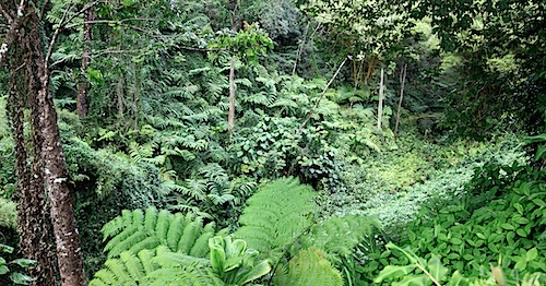 Jungle at Akakaw Falls