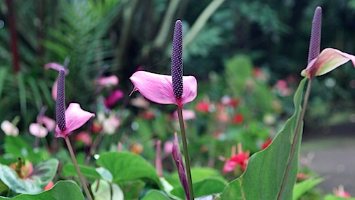 Flower at Hawaii Botanical Gardens