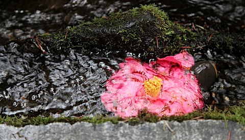 Camellia Blossom in Stream
