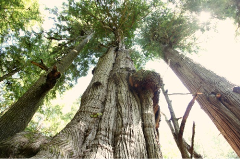 Giant Trees Near Cheewat Giant