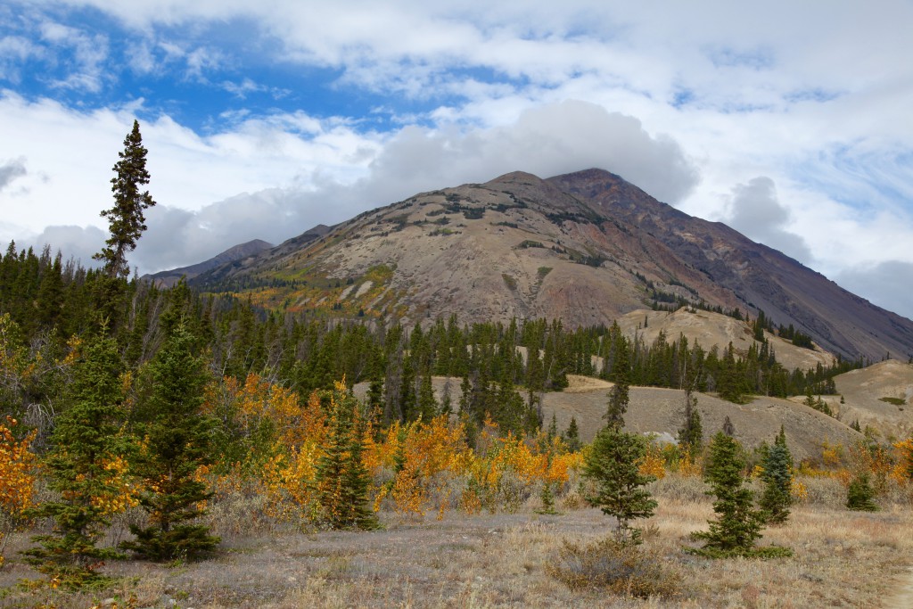Aspen turning color against mountain