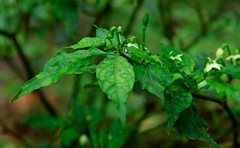 Very hot pepper