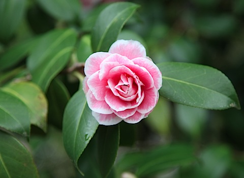 Blossoming Tree