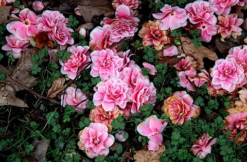 Petals on Ground