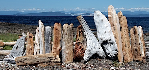 Driftwood