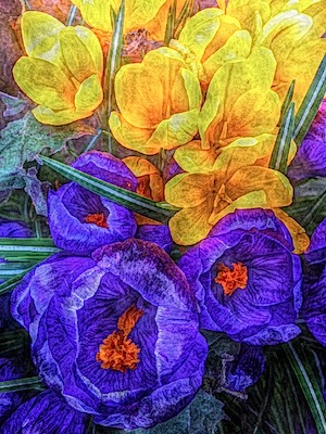 Painteresque - Crocuses