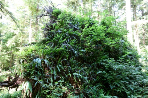 Ferns on Fallen Tree near Cheewat Giant