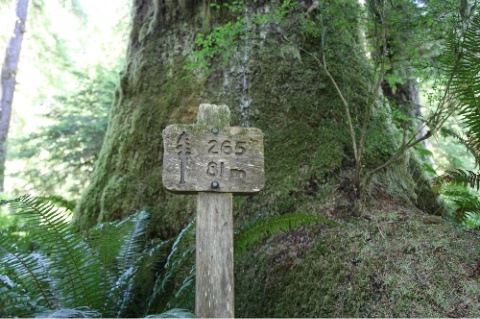 Giant Sitka in Stoltmann Grove
