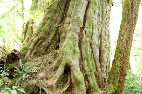 Giant Trees Near Cheewat Giant (1)