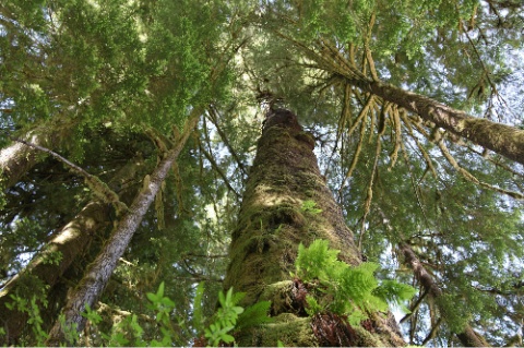 Massive Tree in Carmanah Walbran