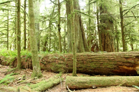 Trees at Cathedral Grove