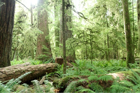 Trees at Cathedral Grove