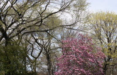 Scene from Central Park