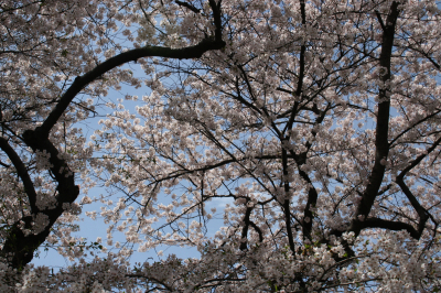 Blossoms in Central Park