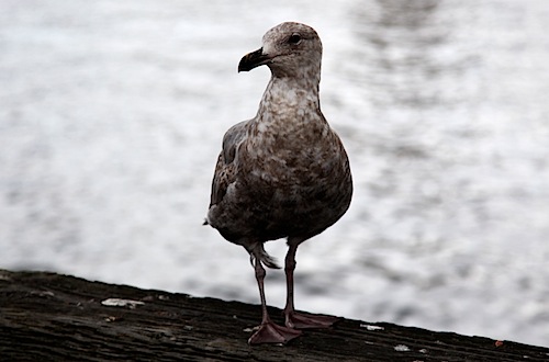 Seagull