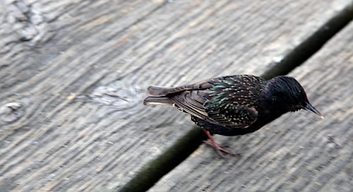 Starling