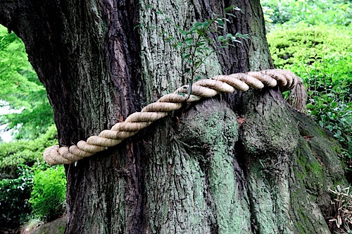 Goshinboku sacred tree in Chinzan-so garden