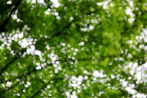 Japanese Maple leaves