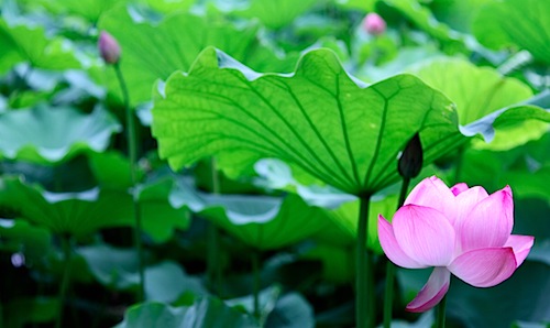 Lotus flower in Ueno Park