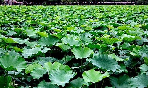 Lotus flower in Ueno Park