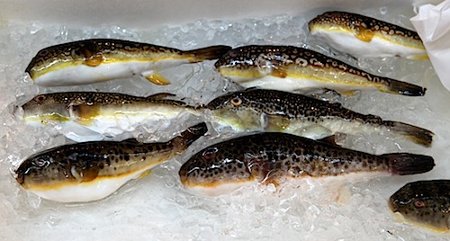 Pufferfish at Tsukiji Fish Market