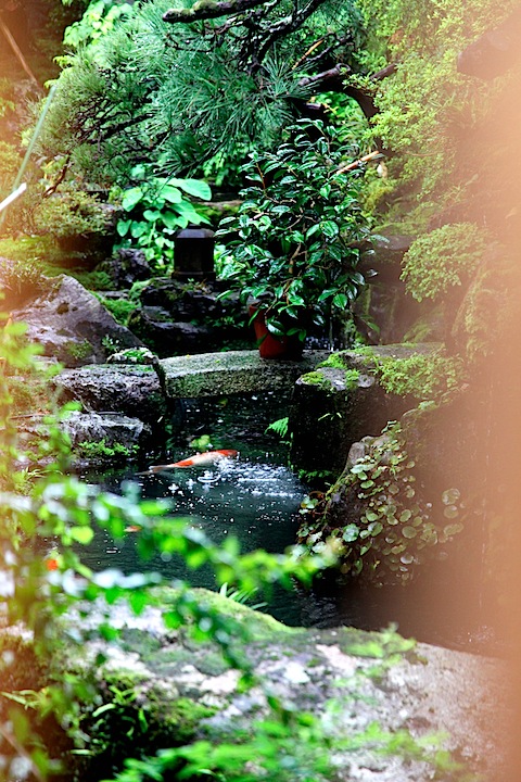 Tea house koi pond