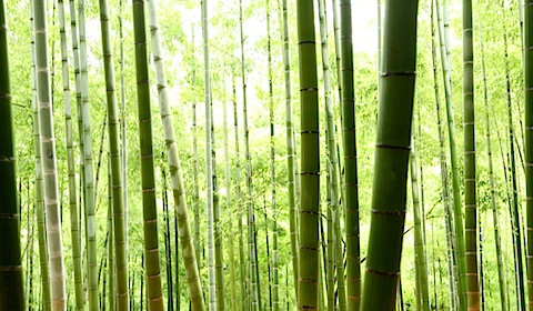 Bamboo at Fushimi Inari Shrine