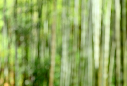 Bamboo at Fushimi Inari Shrine